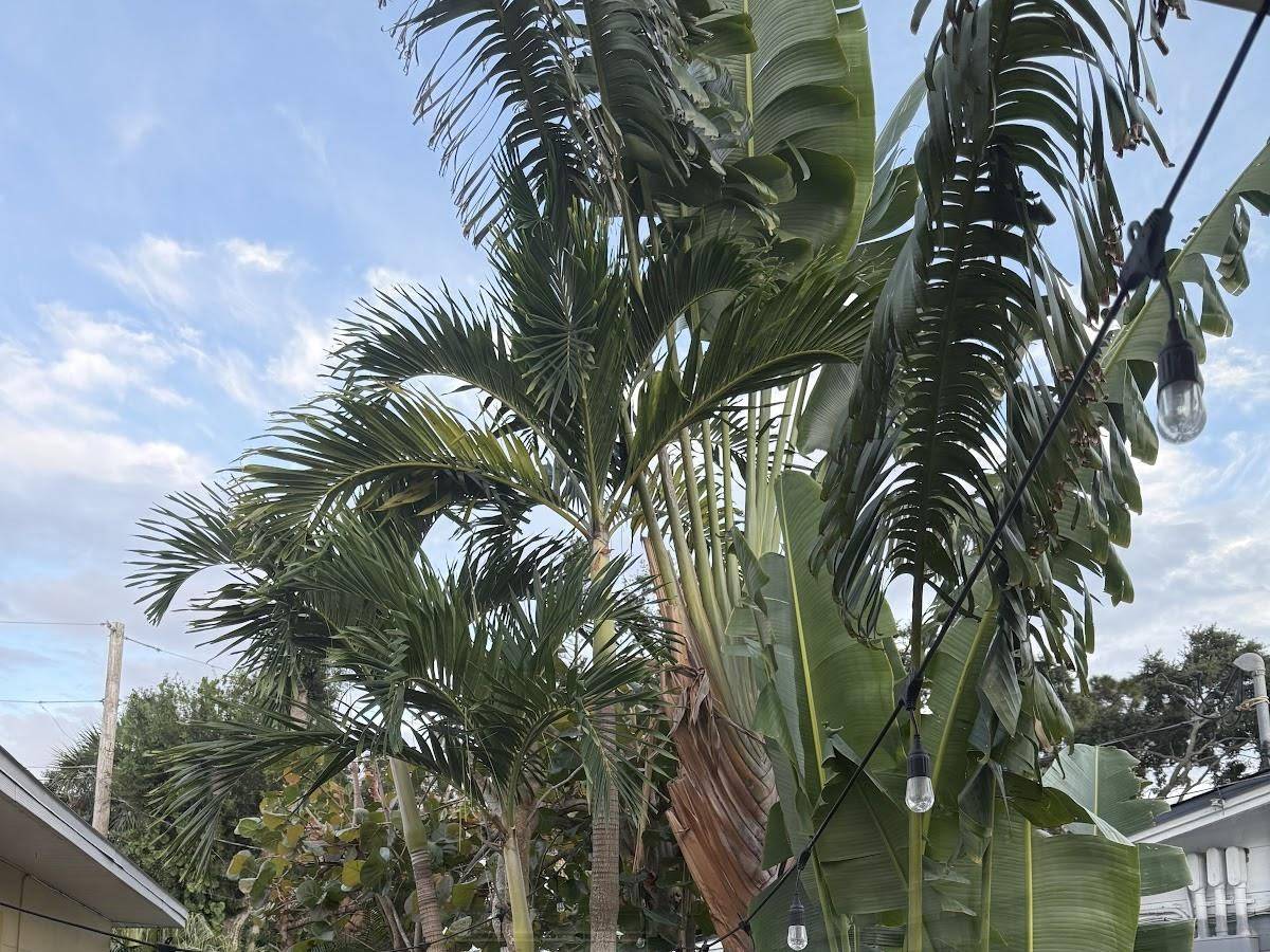 Palm fronds ready for trimming