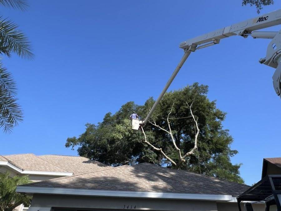 Bucket truck removing limbs beside a roof