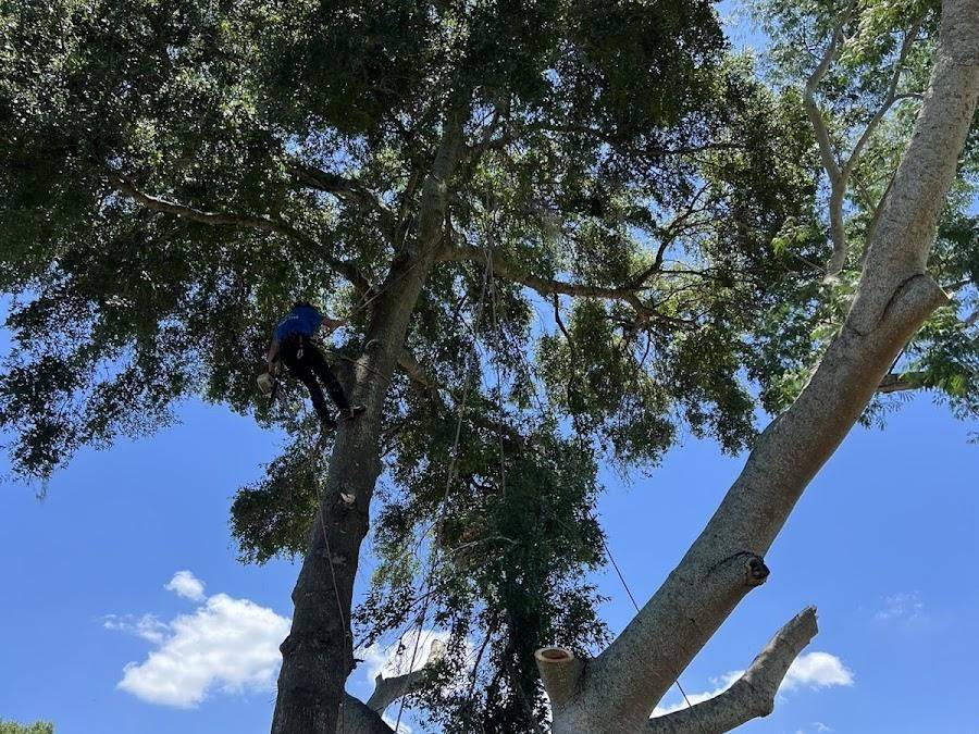 Tree care project completed by 81Tree Services