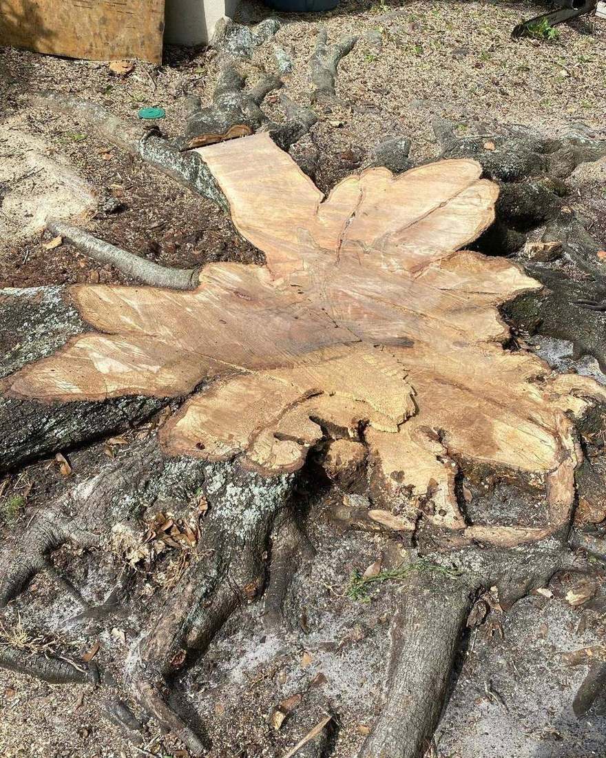 Freshly cut stump after tree removal