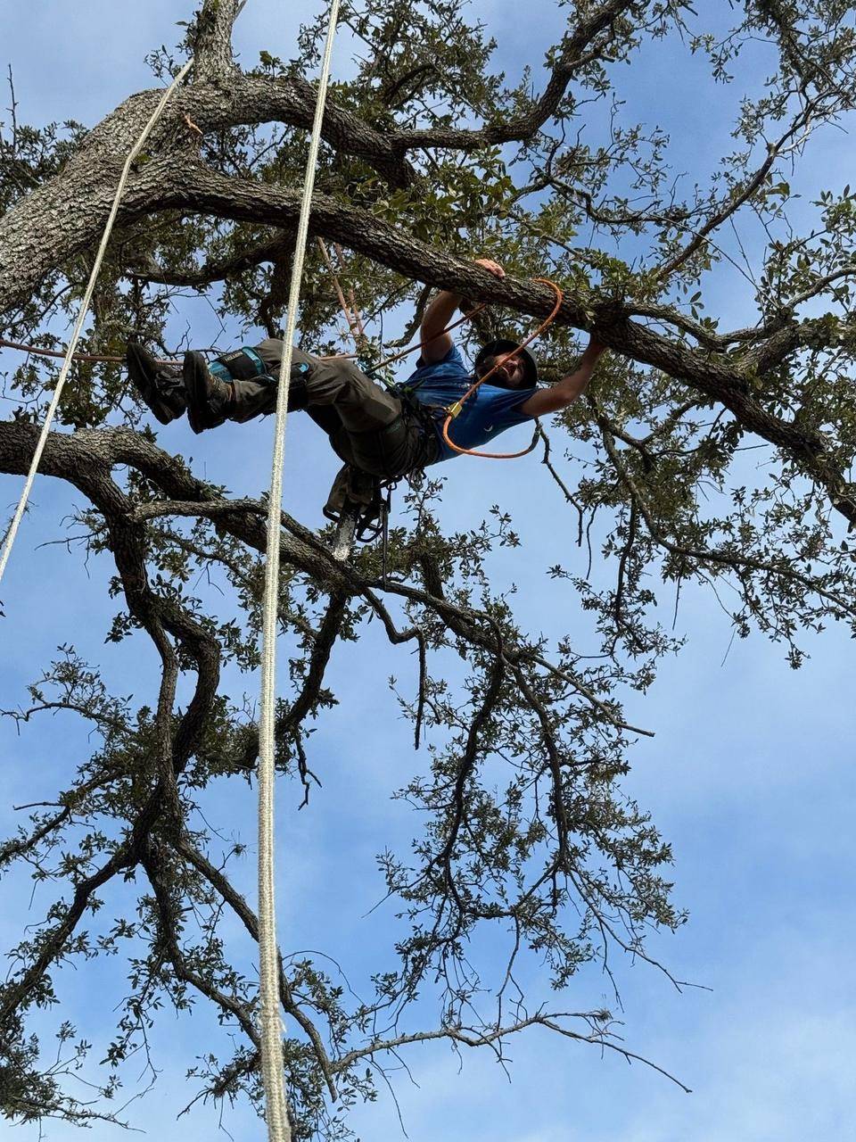 Tree service crew and equipment