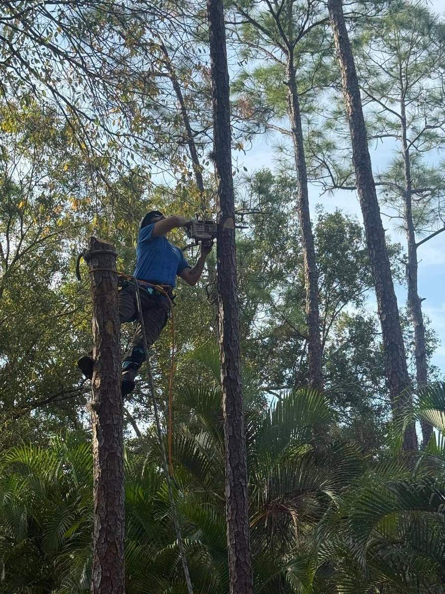 Tree trimming crew using professional equipment
